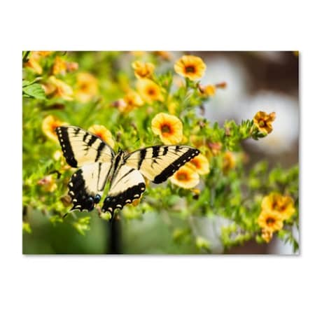 Kurt Shaffer 'Swallowtail Butterfly' Canvas Art,18x24